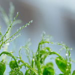 Growing Pristine Microgreens