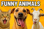 Funny Annimals