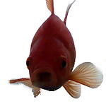 anonymous goldfish