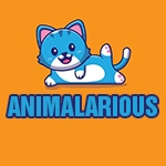 Funny Animal Videos