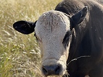 West Texas homesteading