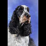 English Springer Spaniel puppies