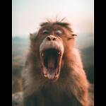 All types of Funny Videos