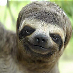 Funny animals