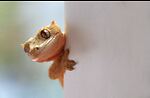Funny Animal