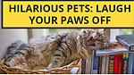 Hilarious Pets: Laugh Your Paws Off!