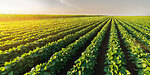 MyTanah - My Tanah, My Land, Farming, Agriculture