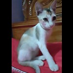 funny cute cats world