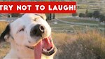 Funny Pets Videos