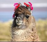 WBRLama