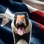 The Goosee Report By The Silly Goosee - Unofficially Opinionated