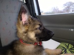 Salvo the German Shepherd