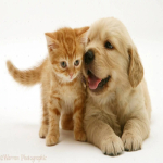 animalsShort
