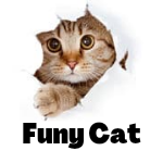 Funny cat