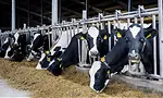 Dairy Farming