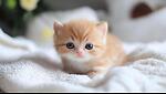 cute cat