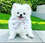 Welcome to FunnyCuteBabyAnimals channel You can enjoy best funny cats and dogs videos. Thanks for watching our videos