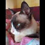 catarina