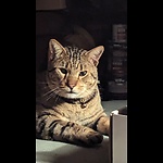 The Marine cat