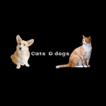 CatssAndDogs