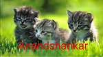 Funny animals video available