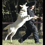 Grapevine K9 Dog Training