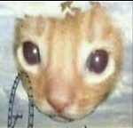 catz2000