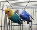 My Lovebirds Aviary