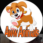 Aww animal's