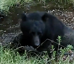 Bear Bath