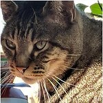YobboCat