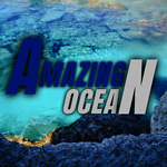 Amazing Ocean