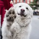 Great Pyrenees