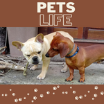 Pets Life