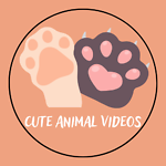 Cute Animal Videos