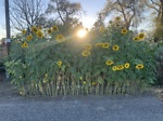 Homesteading, Canning, Gardening