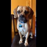 RayThePuggle