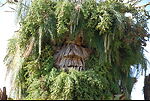 Mount Edgcumbe Green Man Spring to Summer  Festival Cornwall England 2025
