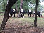 Diamond Black Herefords