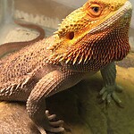 Bearded dragons E.Dragons