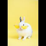 cute playful animals