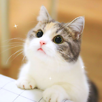 Animals Update