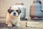 Dogs cute moments