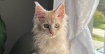 Maine Coon