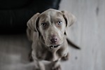 Dogsbeautifl