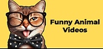 funny video animal