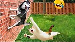 LOL Animal Moments