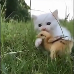 Cute Kitten