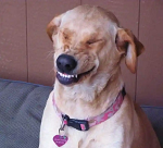 Funny Pet Video's