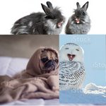 Animals _birds-reptiles _exotic animals